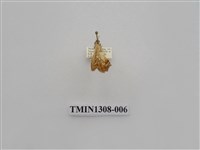 藏品(尺蠖蛾科)的圖片